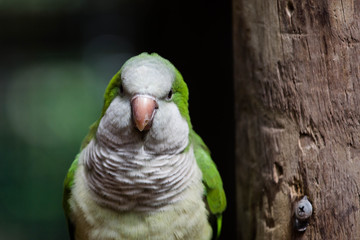Portrait of a Quaker Monk Parrot 