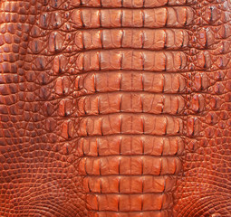 Closed up of crocodiles skin in red