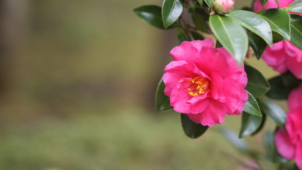 Obraz premium OLYMPUS DIGITAL CAMERA