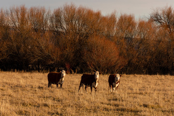 herd of cows on pasture at sunset