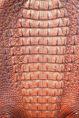 Closed up of crocodiles skin in red