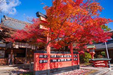 Fototapeta premium 京都 車折神社の紅葉
