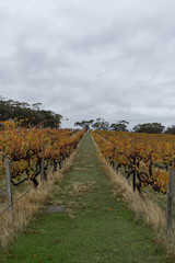 Obraz premium A view between lines of vineyard.