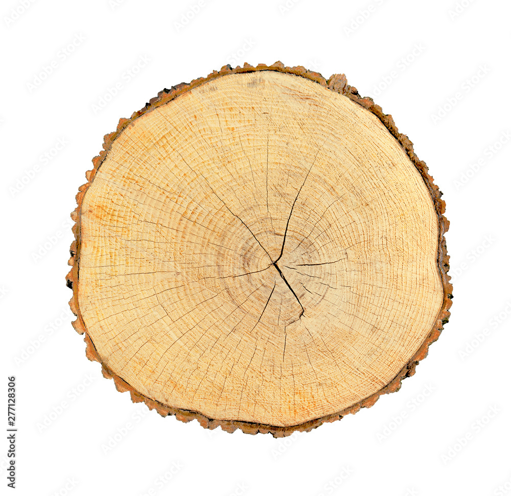Wall mural big tree trunk slice cut from the woods. textured surface with rings and cracks. neutral brown backg