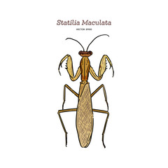 Statilia maculata, hand draw sketch vector.