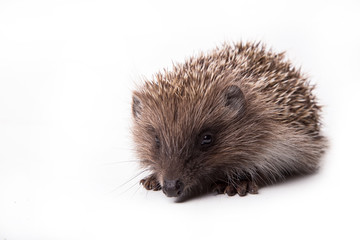 Hedgehog isolated on white background Close-up
