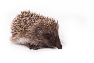 Hedgehog isolated on white background Close-up