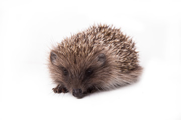 Hedgehog isolated on white background Close-up