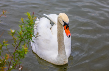 Swan in pond