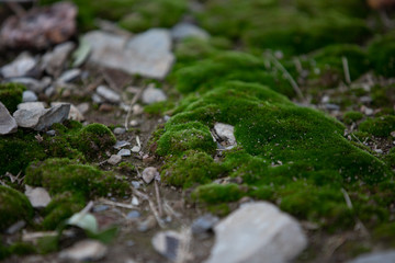 Moss up close