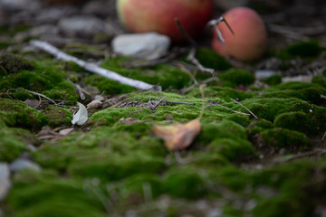 Moss up close