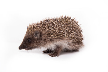 Hedgehog isolated on white background Close-up