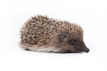 Hedgehog isolated on white background Close-up