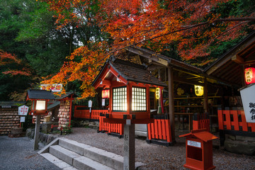 京都　野宮神社の紅葉