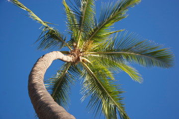 Palm Tree