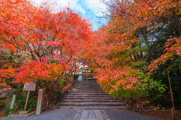Fototapeta na wymiar 京都　龍安寺の紅葉　