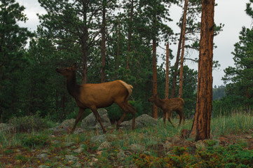 RMNP elk family