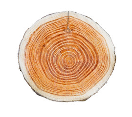 Tree trunk slice cut from the woods. Textured surface with rings and cracks. Neutral brown...