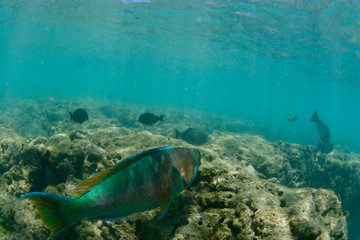Fototapeta na wymiar Swimming parrot fish