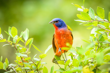 Painted bunting - Passerina ciris - perched on branch. Green leaves. Nice bokeh. 