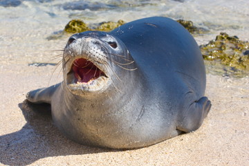 Monk Seal on Land