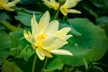 American Lotus with a ladybug