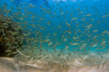 School of fish