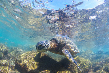 Obraz na płótnie Canvas Turtle Swimming