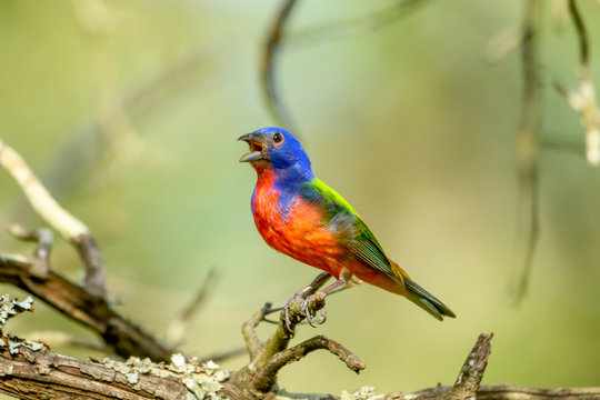 Painted bunting - Passerina ciris - perched on branch, singing. Full profile.