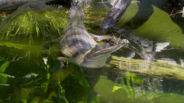 This video shows a sunbathing, but hungry gharial crocodile opening and closing it's mouth in the river.