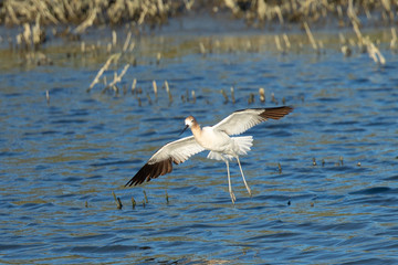 American avocet landing in the wild 