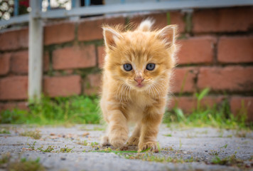 Cute small yellow kitten with blue eyes. Portrait of tabby cat. Street cat and lifestyle concept. Cat looking the camera.