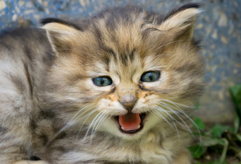 Pretty little blue eyes street cat. Close up shoot of kitten face. Tabby street cats and lifestyle concept.