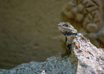 Watching Lizard