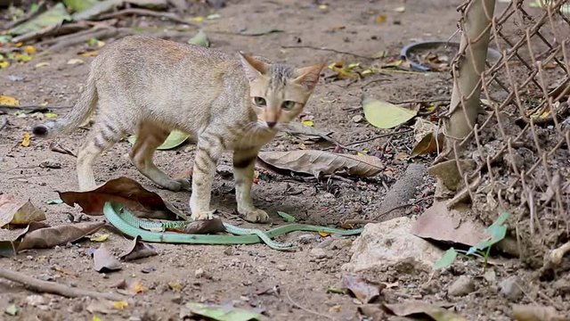 Predator cats are fighting with green snakes.