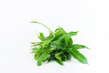 Gymnema inodorum leaf on white background, medicine herbal plant for diabetes treatment, function is control sugar level in blood