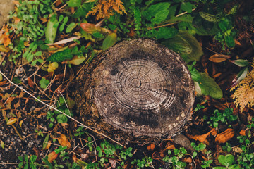  You can see the annual rings of stumps that are stale among the fallen leaves