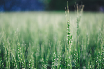 Obraz premium Barley visible in a quiet day