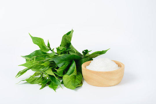 Gymnema inodorum leaf and sugar on white background, medicine herbal plant for diabetes treatment, function is control sugar level in blood