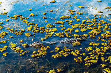 Salt Water Crocodile (Salty) in the water in Kakadu Nation Park (Australia, Northern Territory)