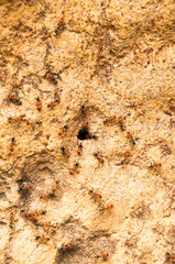 Termites are going into the mound hole (Australia)
