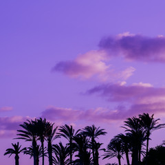 Palm. Canary island. Purple colours
