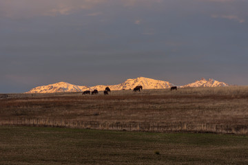 Cattle grazing in the field at sunset against snow capped mountains