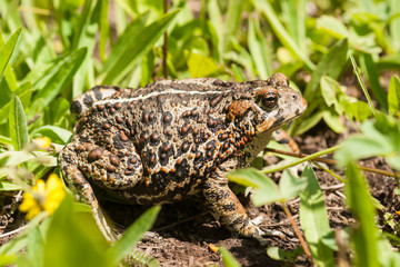 Bufo boreas in Grass