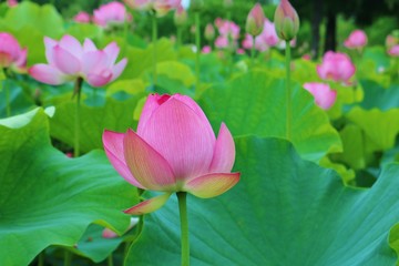 Obraz premium 花 大賀ハス 池 風景 夏 茨城