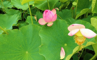 花　蓮の花　夏　公園　茨城　咲き終り　終焉