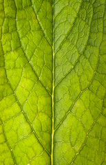 Comfrey Leaf - Backlit Portrait - Abstract