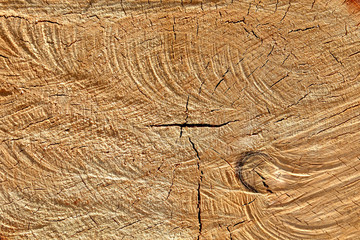 Old wood texture with cracks and knots