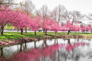 tree beginning to bloom in the beginning of spring
