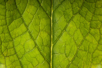 Fototapeta na wymiar Backlit Comfrey Leaf - Close-Up